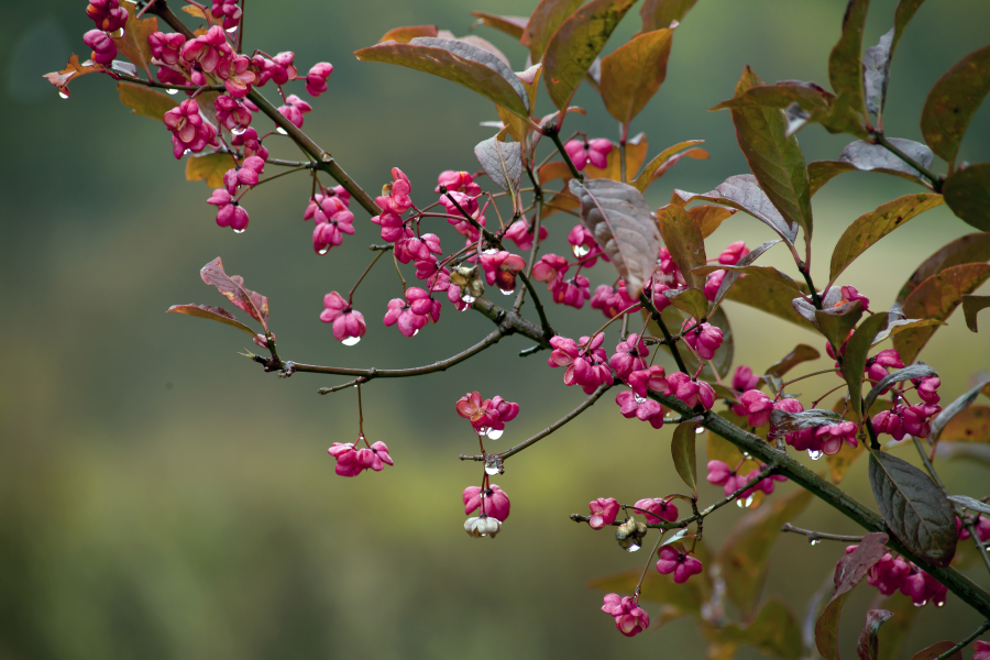 Bieszczady Flora